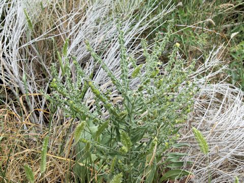 Cynoglossum officinale