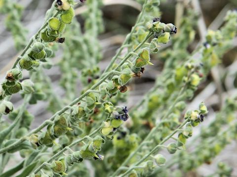 Cynoglossum officinale