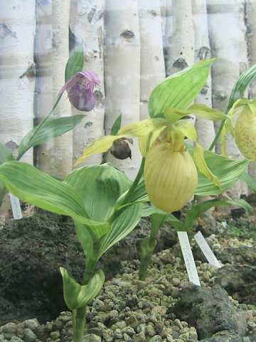 Cypripedium fasciolatum