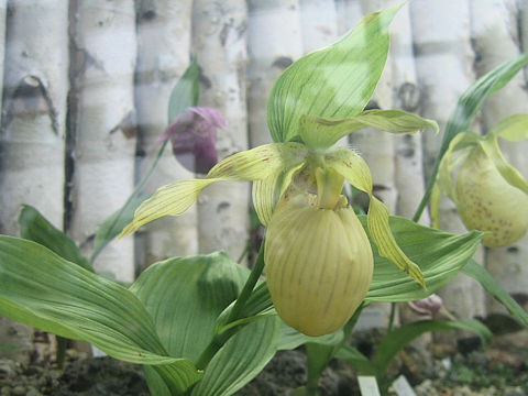 Cypripedium fasciolatum