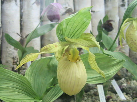 Cypripedium fasciolatum