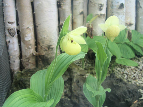 Cypripedium flavum