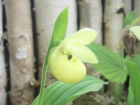 Cypripedium flavum