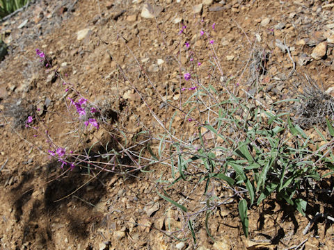 Cyphomeris gypsophiloides