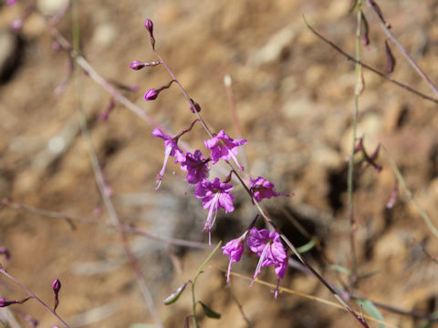 Cyphomeris gypsophiloides