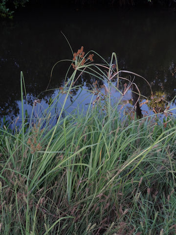 Cyperus ligularis