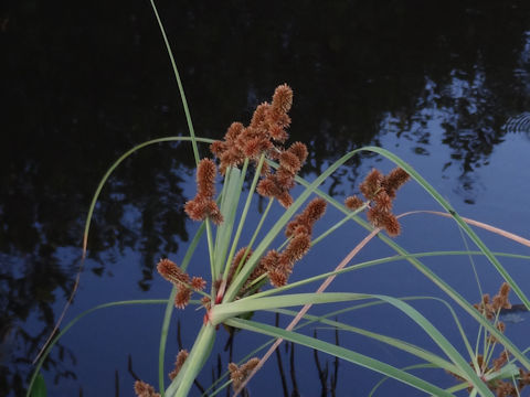 Cyperus ligularis