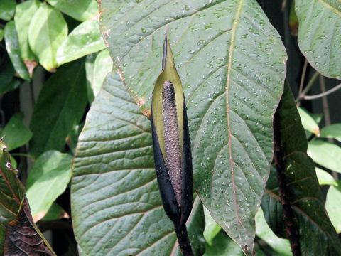 Cyrtosperma johnstonii