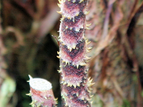 Cyrtosperma johnstonii