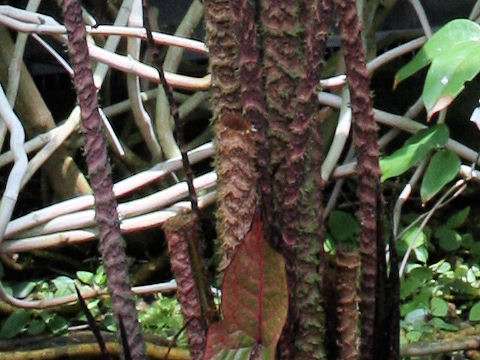 Cyrtosperma johnstonii