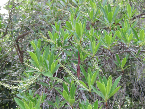 Cyrilla racemiflora