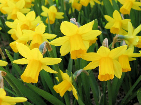 Narcissus cyclamineus cv.