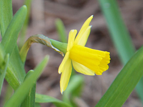 Narcissus cyclamineus cv.