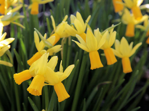 Narcissus cyclamineus cv.