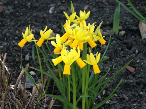 Narcissus cyclamineus cv.