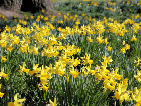 Narcissus cyclamineus cv.