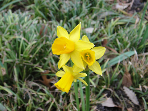 Narcissus cyclamineus cv.