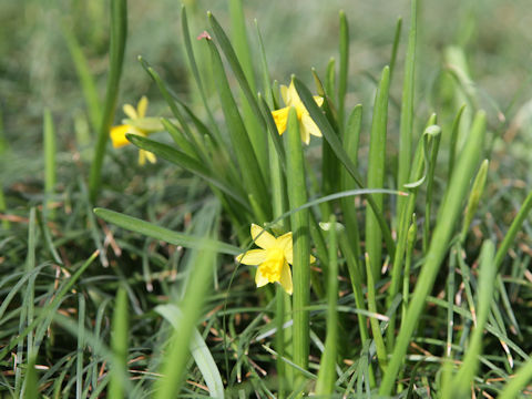 Narcissus cyclamineus cv.