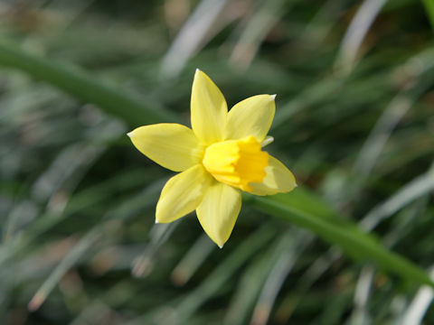 Narcissus cyclamineus cv.