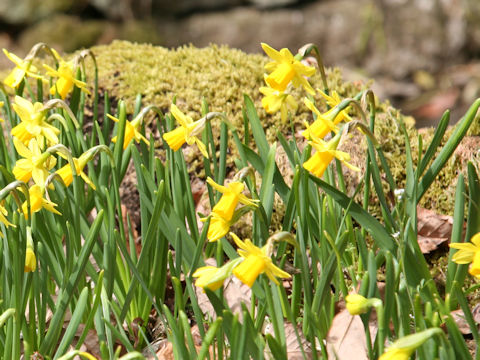 Narcissus cyclamineus cv.