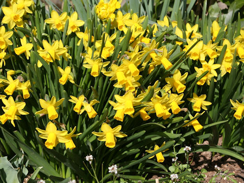 Narcissus cyclamineus cv.