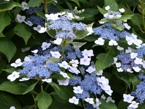 Hydrangea macrophylla f. normalis