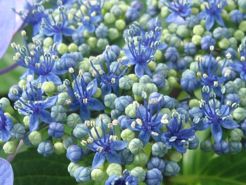 Hydrangea macrophylla f. normalis