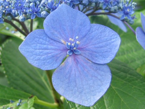 Hydrangea macrophylla f. normalis