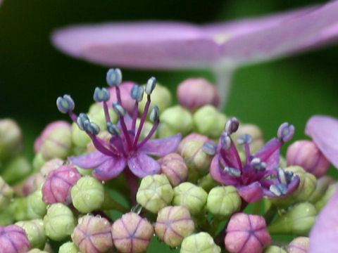 Hydrangea macrophylla f. normalis