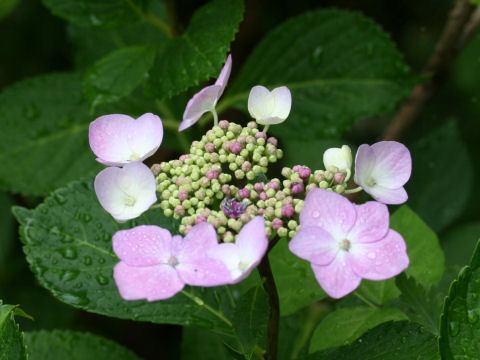 Hydrangea macrophylla f. normalis