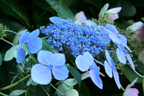 Hydrangea macrophylla f. normalis