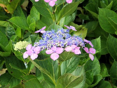 Hydrangea macrophylla f. normalis