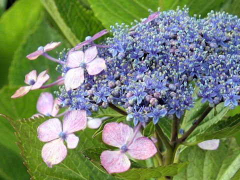 Hydrangea macrophylla f. normalis