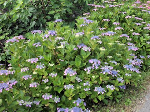 Hydrangea macrophylla f. normalis