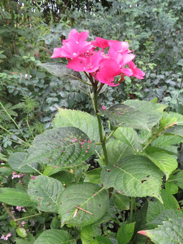 Hydrangea macrophylla f. normalis 'Pink Shower'