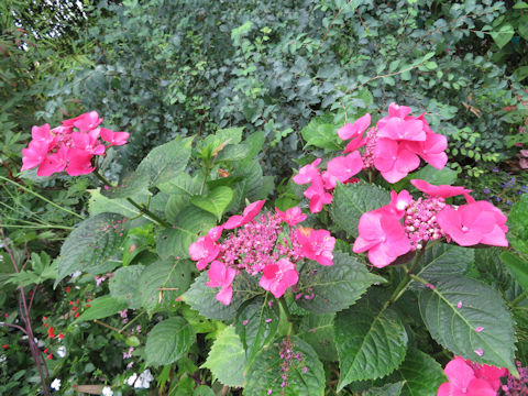 Hydrangea macrophylla f. normalis 'Pink Shower'