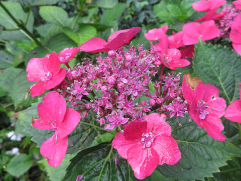 Hydrangea macrophylla f. normalis 'Pink Shower'