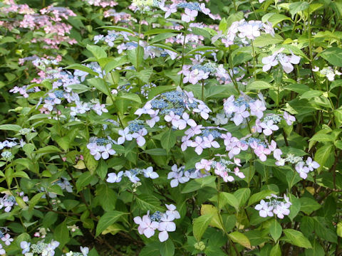 Hydrangea macrophylla f. normalis