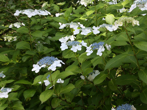 Hydrangea macrophylla f. normalis