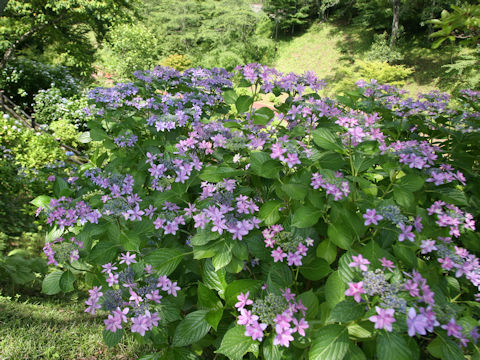 Hydrangea macrophylla f. normalis