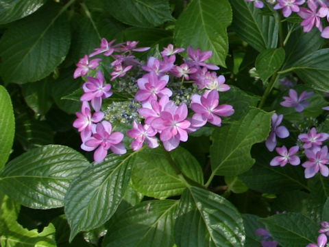 Hydrangea macrophylla f. normalis