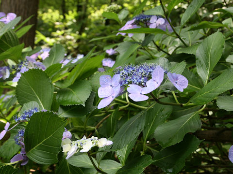 Hydrangea macrophylla f. normalis