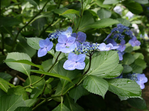 Hydrangea macrophylla f. normalis