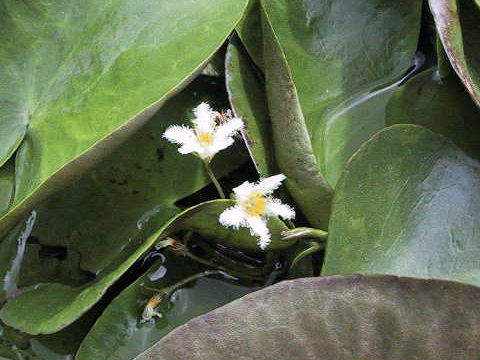 Nymphoides indica