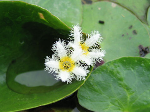 Nymphoides indica