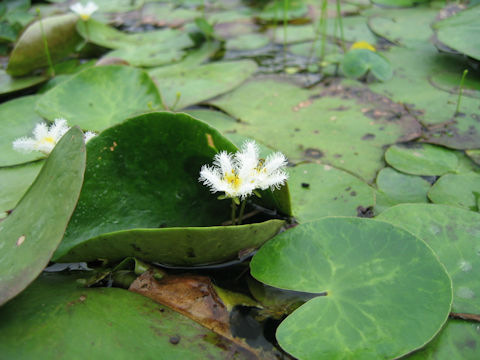 Nymphoides indica