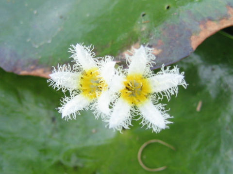 Nymphoides indica