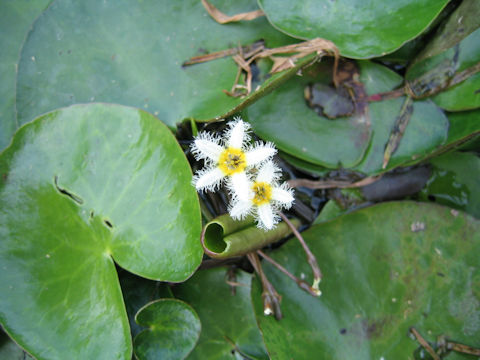 Nymphoides indica