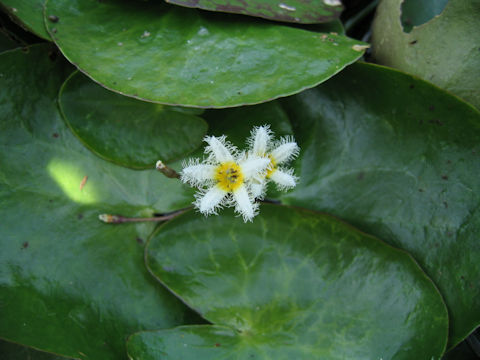 Nymphoides indica