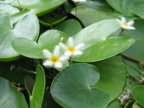 Nymphoides indica